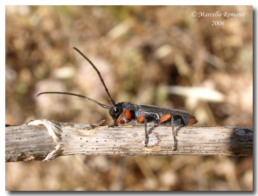Ritratti 2°: Phytoecia rufipes (Cerambycidae)